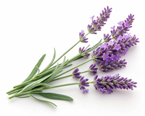 Fototapeta premium bunch of lavender isolated on white background, Elegant Purple Lavender Sprigs on a Clean White Background – Botanical Minimalism