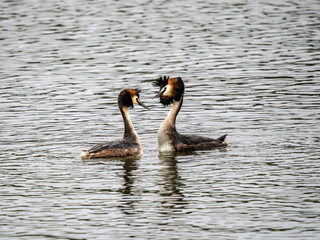 Great Crested Grebes Mirroring Ritual