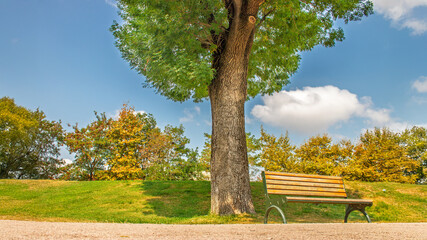 A serene bench under a tree Sakarya City Park, surrounded lush summer greenery