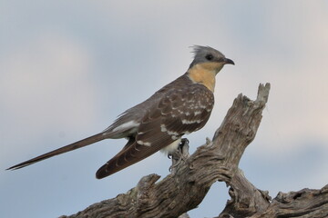 Great Spotted Cuckoo @ Kruger National Park