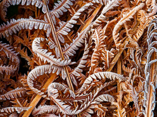 The photo captures a close-up of frost-covered fern leaves. The intricate patterns of the fronds are highlighted by the icy coating, contrasting warm brown tones with the cool white frost.


