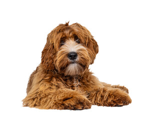 Adorable young labradoodle dog pup with white spots, laying down facing front. Looking towards camera. Isolated cutout on a transparent background.