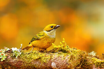 Silver-throated tanager (Tangara icterocephala) sitting on a branch
