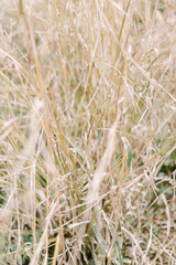 Dry alang-alang grass with natural golden tones