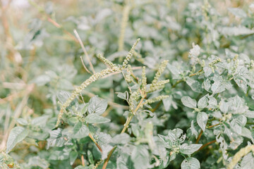 Amaranthus spinosus (bayam duri), commonly known as the spiny amaranth, spiny pigweed