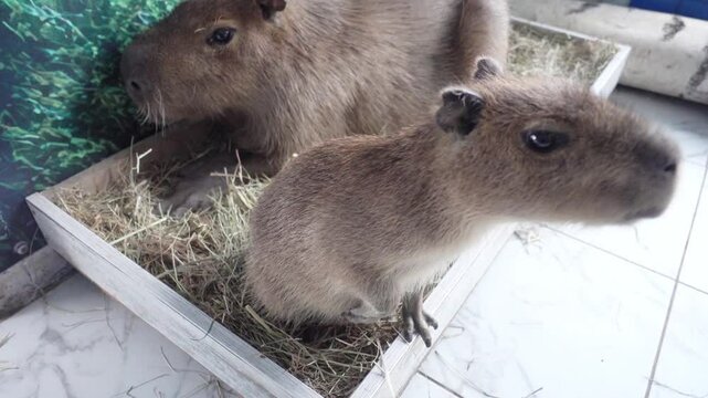 funny baby capybara 