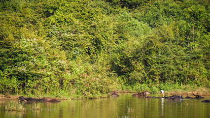 The nature of Udawalawe National Park in Sri Lanka