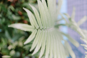 A decorative Sphaerostephanos unitus plant with lush green foliage,