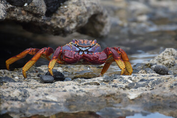 Grapsus adscensionis (Sally Lightfoot crab) in Fuerteventura, Canary islands, Spain
