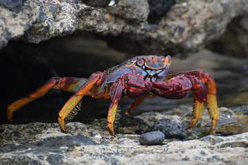 Grapsus adscensionis (Sally Lightfoot crab) in Fuerteventura, Canary islands, Spain