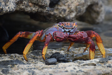 Grapsus adscensionis (Sally Lightfoot crab) in Fuerteventura, Canary islands, Spain