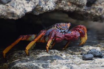 Grapsus adscensionis (Sally Lightfoot crab) in Fuerteventura, Canary islands, Spain