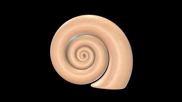 Ocean Snail Shell Rotating on a Transparent Background. Seamless Loop. 4K