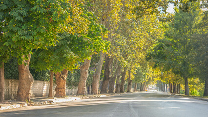 A tranquil street in Sakarya shaded by tall trees, offering a serene summer view