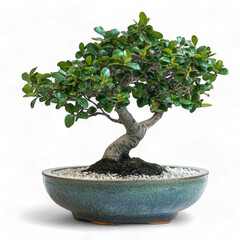 Bonsai tree with lush green leaves in a ceramic pot on a white background isolated on transparent background png