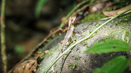 The wildlife of Sinharaja Rainforest in Sri Lanka