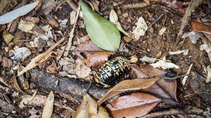The wildlife of Sinharaja Rainforest in Sri Lanka