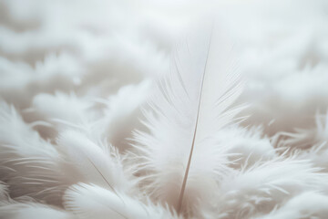 Obraz premium Weiße, flauschige Federn in Nahaufnahme, perfekt als zarter, texturierter Hintergrund für Designprojekte, mit sanften Lichtreflexen und neutralem Farbton. Generative KI