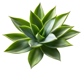 PNG Green succulent plant with pointed leaves