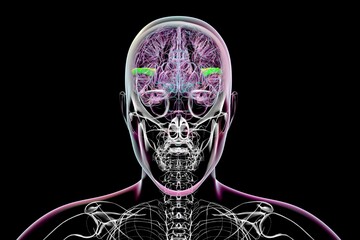 Human brain with highlighted transverse temporal gyri, 3D illustration