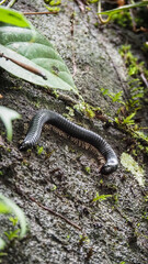 The wildlife of Sinharaja Rainforest in Sri Lanka