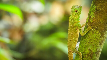 The wildlife of Sinharaja Rainforest in Sri Lanka