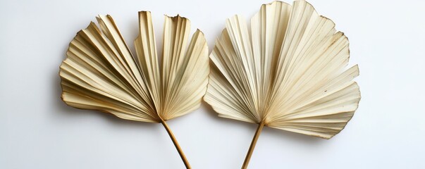 Dry palm leaves