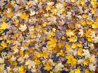 Fallen yellow maple leaves on the street pavement