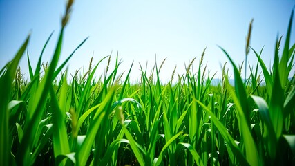 Obraz premium Vibrant Green Blades of Grass Reaching for Sunlight in a Lush Field