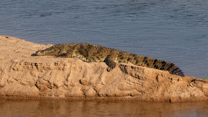 Nile crocodile heating up on a river bank