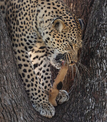 leopard in a tree feeding on the leg of an impala