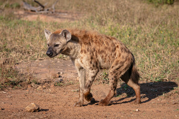 One spotted hyaena walking in a grass plain