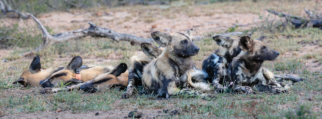 A pack of wild dogs resting