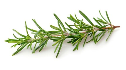 Fototapeta premium A delicate rosemary sprig, isolated on a white background