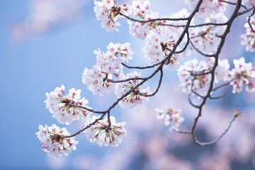 Fototapeta premium 桜