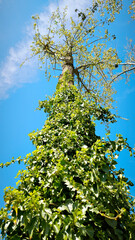 green ivy plant growing on the tree trunk 