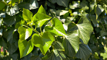 green ivy plant growing on the tree trunk 