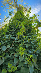 green ivy plant growing on the tree trunk 