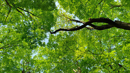 branches of linden tree with spring green leaves close up