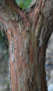 Beautiful close-up of the bark of arbutus unedo