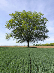 Fototapeta premium walnut tree with young green leaves and nuts in springtime