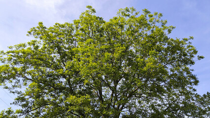 walnut tree with young green leaves and nuts in springtime