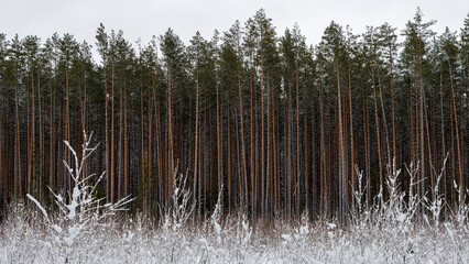 Winter forest landscape. View of pine trees. Beautiful natural forest background for design.