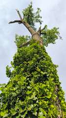 green ivy plant growing on the tree trunk 