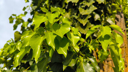 green ivy plant growing on the tree trunk 