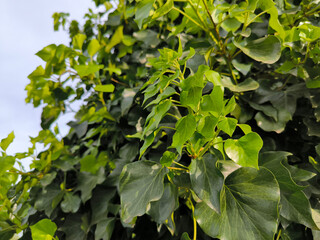 green ivy plant growing on the tree trunk 