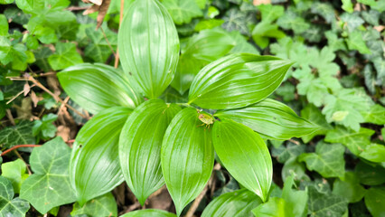 Broadleaf solomon's seal, Polygonatum latifolium plant in bloom, close up