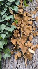 green ivy plant growing on the tree trunk 