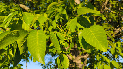 walnut tree with young green leaves and nuts in springtime