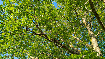 walnut tree with young green leaves and nuts in springtime